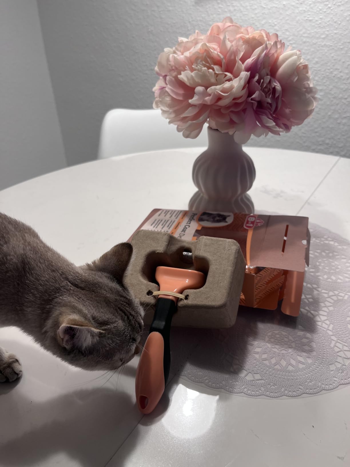 Chat calme